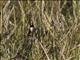 Five-colored Munia (Lonchura quinticolor)