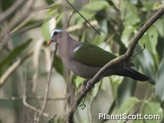 Asian Emerald Dove (Chalcophaps indica)