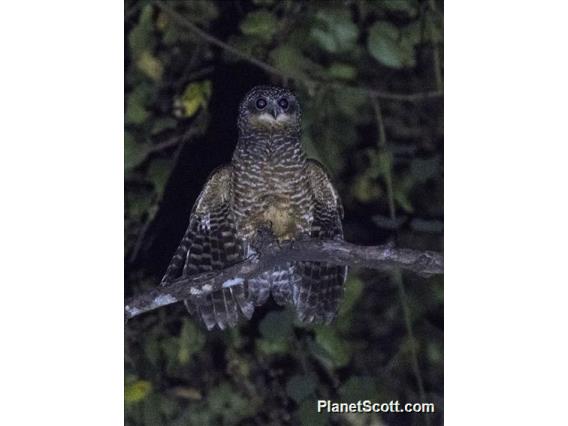 Sumba Boobook (Ninox rudolfi)