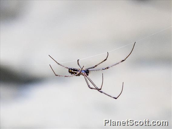 Orbweaver Spider (Tetragnatha sp)