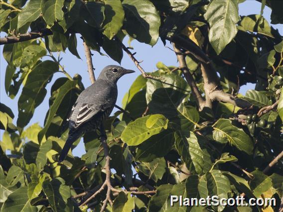 Pale-shouldered Cicadabird (Edolisoma dohertyi) - Female