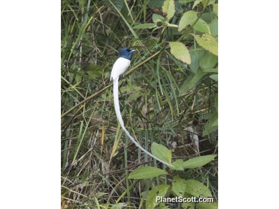 Tenggara Paradise-Flycatcher (Terpsiphone floris)