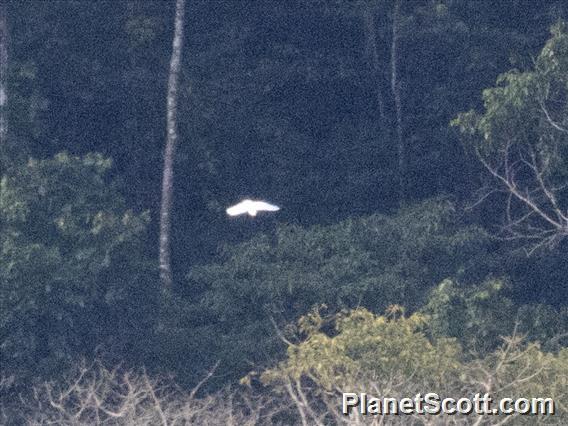 Citron-crested Cockatoo (Cacatua citrinocristata)