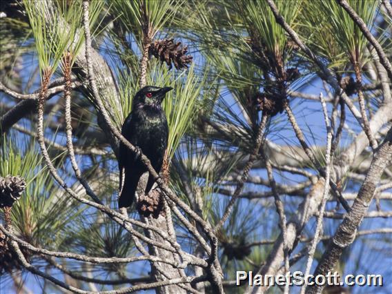 Short-tailed Starling (Aplonis minor)