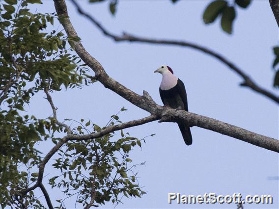 Red-naped Fruit-Dove (Ptilinopus dohertyi)