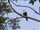 Red-naped Fruit-Dove (Ptilinopus dohertyi)