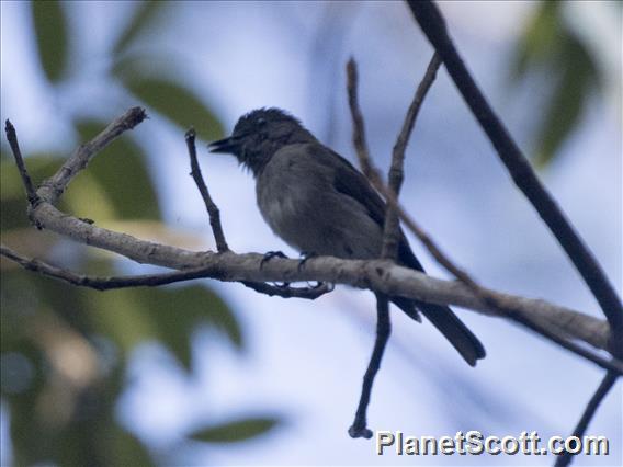 Sumba Brown Flycatcher (Muscicapa segregata)