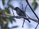 Sumba Brown Flycatcher (Muscicapa segregata)