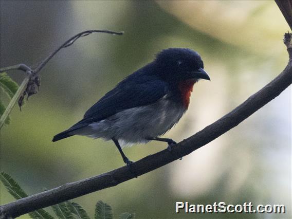 Sumba Flowerpecker (Dicaeum wilhelminae) - Male