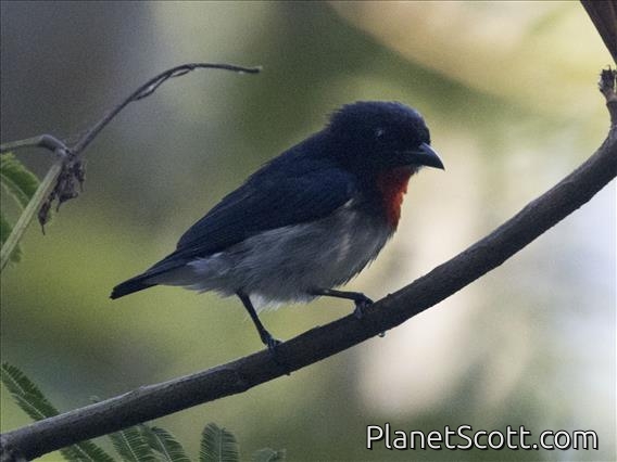Sumba Flowerpecker (Dicaeum wilhelminae) - Male