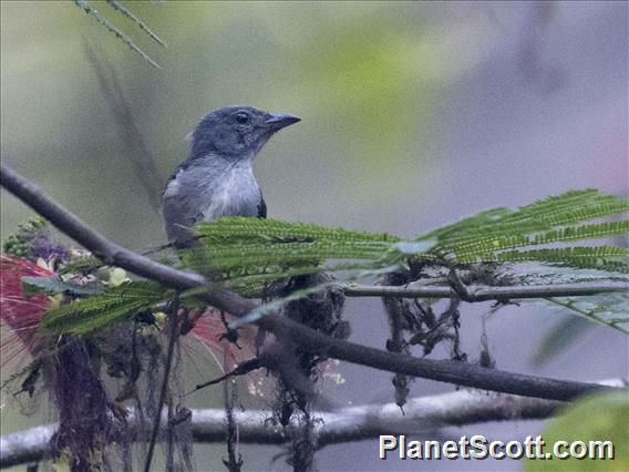 Sumba Flowerpecker (Dicaeum wilhelminae) - Female