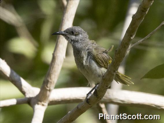 Brown Honeyeater (Lichmera indistincta)