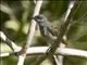 Brown Honeyeater (Lichmera indistincta)