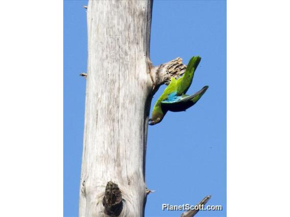 Red-cheeked Parrot (Geoffroyus geoffroyi)