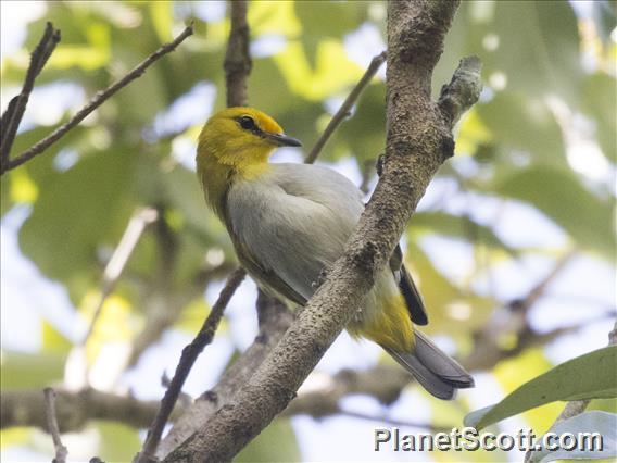 Yellow-spectacled Heleia (Heleia wallacei)