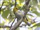 Yellow-spectacled Heleia (Heleia wallacei)