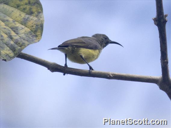 Apricot-breasted Sunbird (Cinnyris buettikoferi) - Female