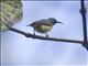 Apricot-breasted Sunbird (Cinnyris buettikoferi) - Female