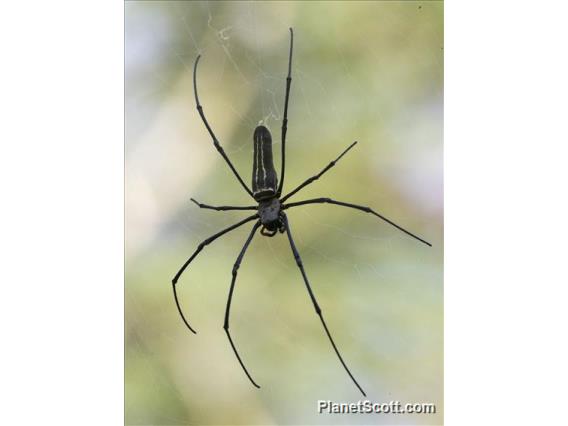 Giant Golden Orbweaver (Nephila pilipes)