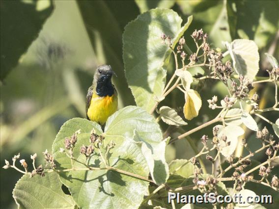 Apricot-breasted Sunbird (Cinnyris buettikoferi) - Male