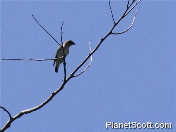 Thick-billed Flowerpecker (Pachyglossa agilis)