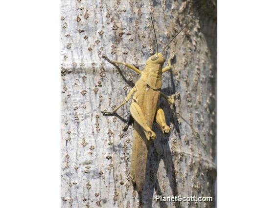 Short-horned Grasshopper (Valanga sp)