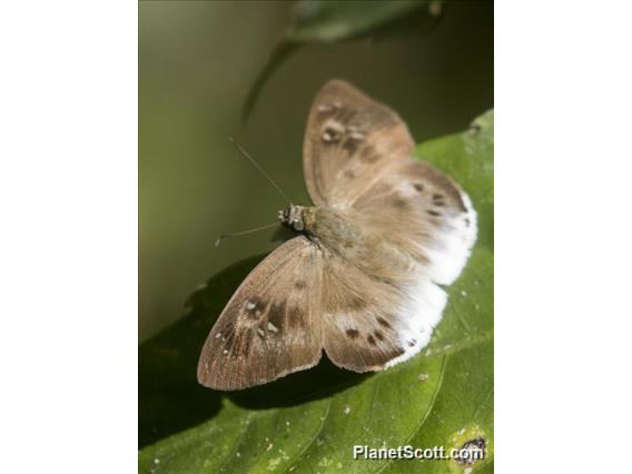 Pied Flat (Tagiades japetus)