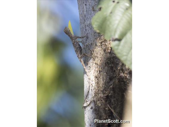 Boschma's Flying Dragon (Draco boschmai)