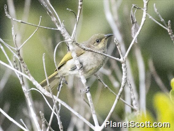 Brown Honeyeater (Lichmera indistincta)