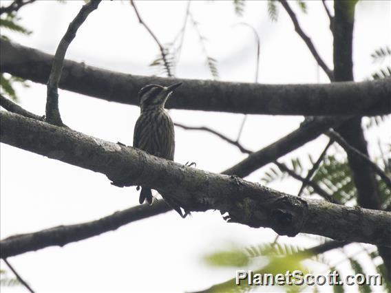 Sunda Pygmy Woodpecker (Yungipicus moluccensis)