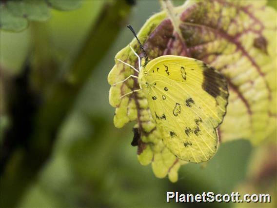 Three-spotted Grass Yellow (Eurema blanda)