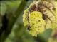 Three-spotted Grass Yellow (Eurema blanda)