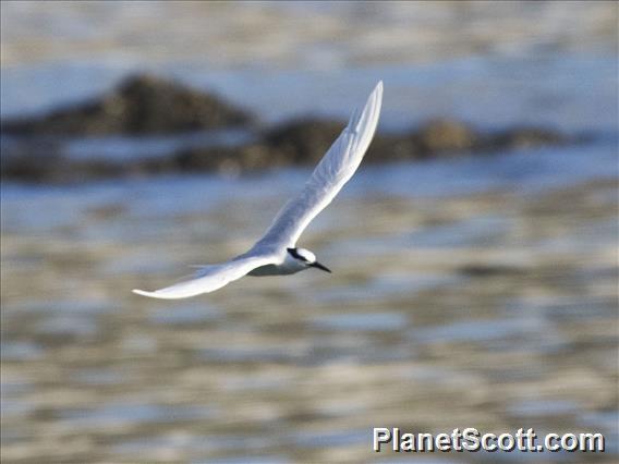 Black-naped Tern (Sterna sumatrana)