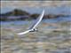 Black-naped Tern (Sterna sumatrana)