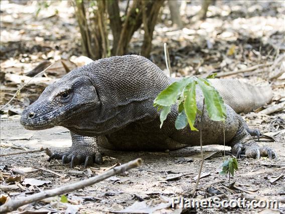 Komodo Dragon (Varanus komodoensis) - After being poked by the rangers with a stick