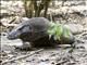 Komodo Dragon (Varanus komodoensis) - After being poked by the rangers with a stick