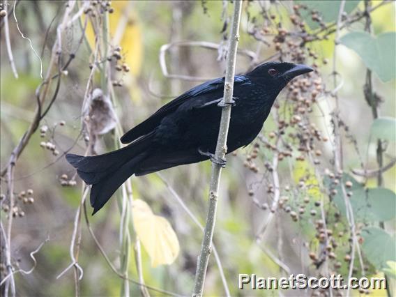 Wallacean Drongo (Dicrurus densus)