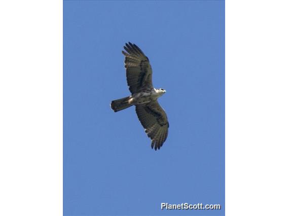 Variable Goshawk (Tachyspiza hiogaster)