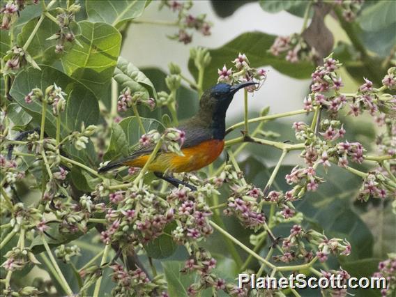 Flame-breasted Sunbird (Cinnyris solaris) - Male