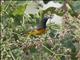 Flame-breasted Sunbird (Cinnyris solaris) - Male