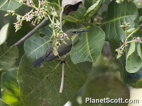 Flame-breasted Sunbird (Cinnyris solaris) - Female