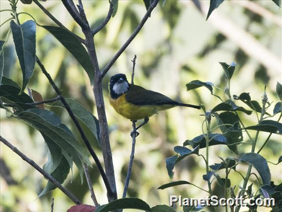 Tenggara Whistler (Pachycephala calliope)