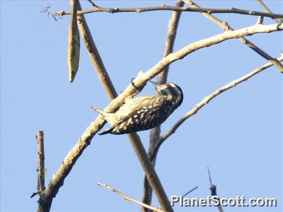 Sunda Pygmy Woodpecker (Yungipicus moluccensis)