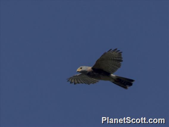 Variable Goshawk (Tachyspiza hiogaster)