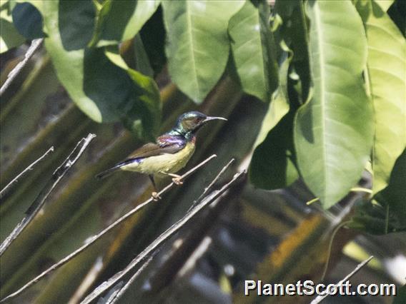 Brown-throated Sunbird (Anthreptes malacensis) - Male