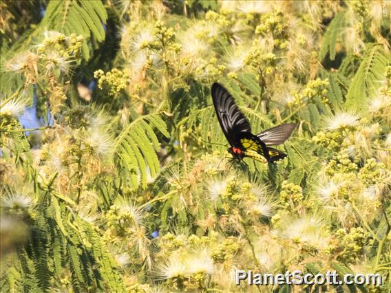 Haliphron Birdwing (Troides haliphron)