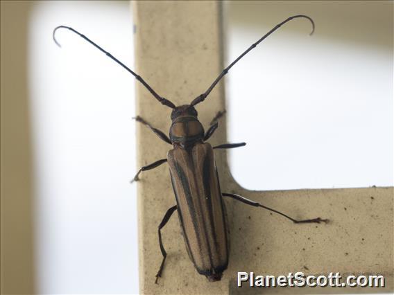 Longhorn Beetle (Cerambycidae sp)