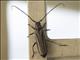 Longhorn Beetle (Cerambycidae sp)