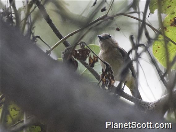 Tenggara Whistler (Pachycephala calliope) - Female