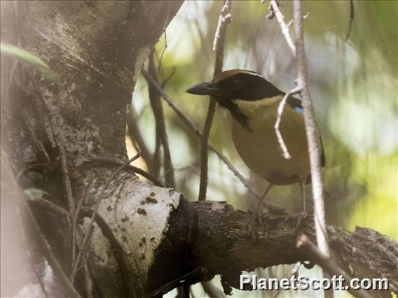 Ornate Pitta (Pitta concinna)